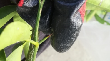 庭と植栽のdiy I Smart De Diy