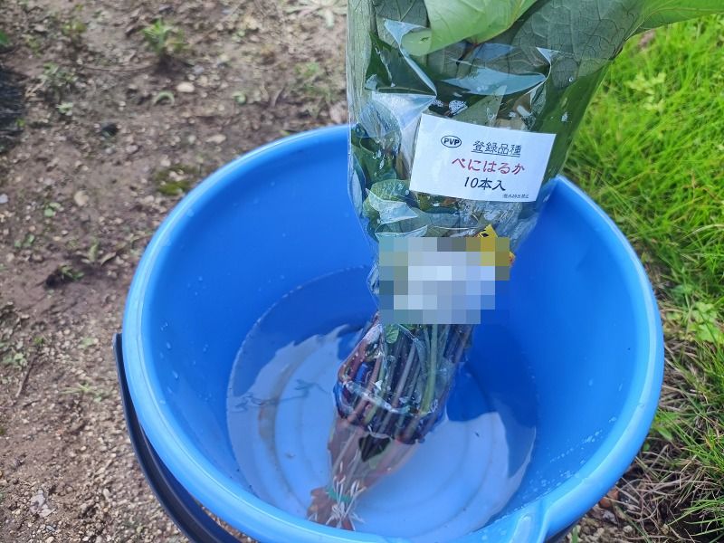 サツマイモ　苗
